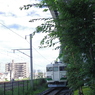 木陰から