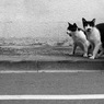 野良猫　西荻2007/7/20