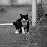 野良猫　西荻2007/8/15