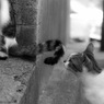 野良猫　西荻2007/9/9