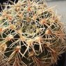 羅星丸　Gymnocalycium bruchii