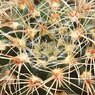 羅星丸　Gymnocalycium bruchii