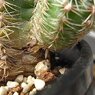 羅星丸　Gymnocalycium bruchii