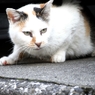 猫。