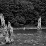 湖に佇む枯木