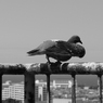 鳥