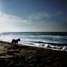 Dog Sea & Blue