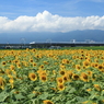 夏、過ぎ去る。