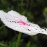 Raindrops