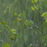 天気雨の形