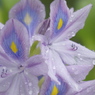 雨のおかげ