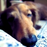 眠眠