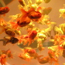 GOLDFISH
