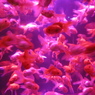 GOLDFISH