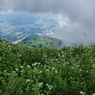 伊吹山のお花畑　9月初旬