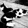 牧場猫物語～キャスト～