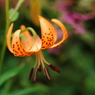 伊吹山のオニユリ　伊吹山　8月の花