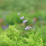 伊吹山　8月の花