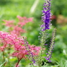 シモツケ草とルリトラノオ　　伊吹山　8月の花