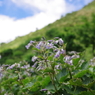 IMGP9843　　伊吹山　8月の花