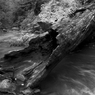 Driftwood