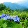 8月の紫陽花