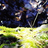 苔むす
