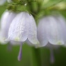 スズランに似てる！？花