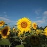 北杜市明野のひまわり