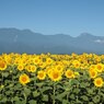 北杜市明野のひまわり畑