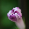 アサガオの蕾
