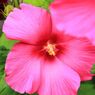 嵯峨野を彩る草花1