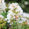 嵯峨野を彩る草花3