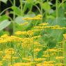 嵯峨野を彩る草花4