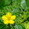 胡瓜の花