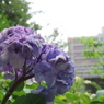 7月終わりの紫陽花