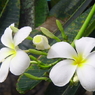 Tropical Flower 1