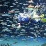 魚と水中ダンス