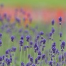 ラベ１１