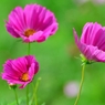 秋の桜　コスモス