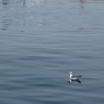 IMG_2269 