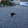 ふんばる猫