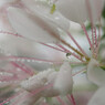 waterdrop.3