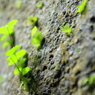 洞窟内の植物