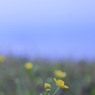 島に咲く花
