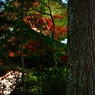 円成寺_01