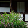 円成寺_04