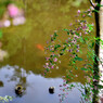 円成寺_05
