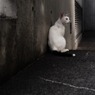 影で一休み