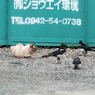 カササギと猫